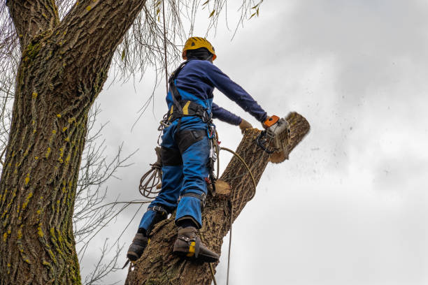 Best Arborist Consultation Services  in Brielle, NJ